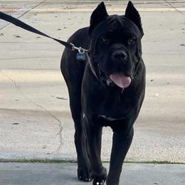 Cane Corso from Deserts Emerald Corsos