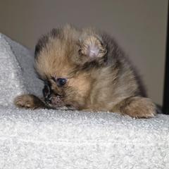 Two-face - Black and brindle female Pomeranian puppy in Santa Ana, California from Legacy Pomeranian of Orange County