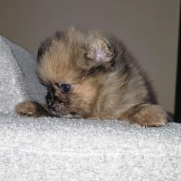 Two-face - Black and brindle female Pomeranian puppy in Santa Ana, California from Legacy Pomeranian of Orange County