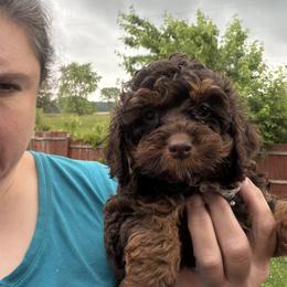 Daisy - Brown female Cockapoo puppy in Connersville, Indiana from MoonShine Babies