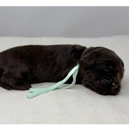Penelope - Chocolate female Australian Labradoodle puppy in Sacramento, California from Little Farmstead Labradoodles