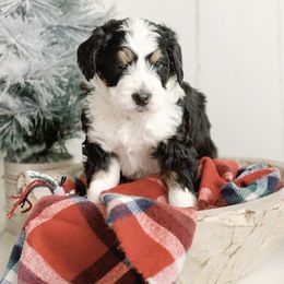 Green Boy - Tri-color Bernedoodle puppy in Nancy, Kentucky from Wilderness Point Doodles