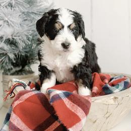 Green Boy - Tri-color Bernedoodle puppy in Nancy, Kentucky from Wilderness Point Doodles