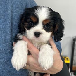 Ricky - Tri-color male Cavalier King Charles Spaniel puppy in Traverse City Area, Michigan from Kingslee Cavaliers