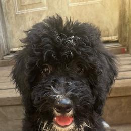 Beauty - Bernedoodle puppy from Little Lake Doodles