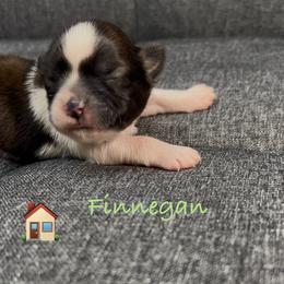 Finnegan - Brindle and white male Shih Tzu puppy in Vernon, New Jersey from Calta’s Cute Shih Tzu