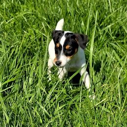 Companion Cross, Russell Terrier, and Yorkshire Terrier Puppies from Working W Kennels