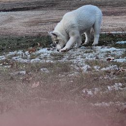 Siberian Husky Puppies from Spirit of the Moon Siberians