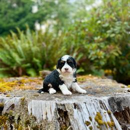 Anastasia (Yellow Collar) - Tri-color female Bernedoodle puppy in Stanwood, Washington from Butter Cup Pups and Paws