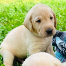 Daisy - Yellow female Labrador Retriever puppy in Rock Hill, South Carolina from North Star Retrievers