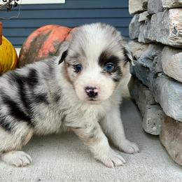 Casper - Blue merle male Australian Shepherd puppy in Loda, Illinois from Pilcher Farms