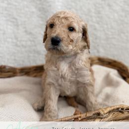Teal Girl - Cream female Goldendoodle puppy in Carthage, Tennessee from Willows Doodles