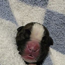 Male 2 - Brindle male Boxer puppy in Warsaw, New York from Hillview Kennels