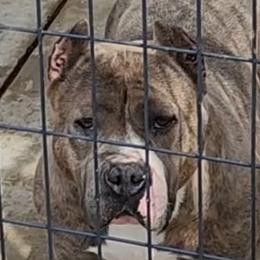 American Staffordshire Terrier puppies from Lunatic Kennels