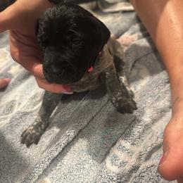 Dark pink - Black and white female German Shorthaired Pointer puppy in Biloxi, Mississippi from Burch legacy kennels