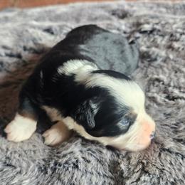 Manifold - Black tri male Miniature Australian Shepherd puppy in Paris, Texas from Blue Envy Mini Aussies