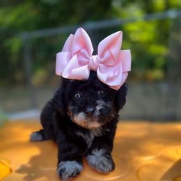 Taycan - female Cavapoochon puppy in Bullard, Texas from Cavapoochon Central LLC