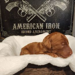 Rossi - Red  female Goldendoodle puppy in Tazewell, Tennessee from Legacy Bostons and Goldendoodles