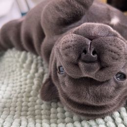 French Bulldog Puppies from Divine Crown French Bulldogs