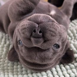French Bulldog Puppies from Divine Crown French Bulldogs