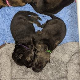 German Shepherd Puppies from Reign Land