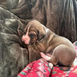 Fawn mantle girl - Fawn female Great Dane puppy in Greenville, South Carolina from Allen’s Ridge Ranch