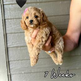 Margo - Red female Cavapoo puppy in Runaway Bay, Texas from Green Ranch Doodles