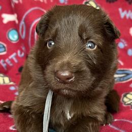 Gray collar - Liver male German Shepherd puppy in Allentown, Pennsylvania from VMH Shepherds