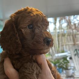 Sage - Red  female Poodle puppy in Jensen Beach, Florida from Pineapple Poodles