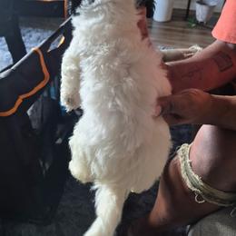 Maltipoo Puppies from Kirksey Texas Elite Maltidoodles