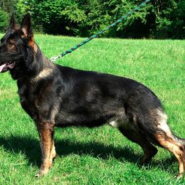 Donar - German Shepherd