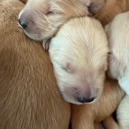 Boy 4 - Golden male Golden Retriever puppy in Amherst, Virginia from Knight's Golden Acres