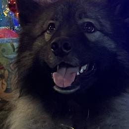 Bear - Keeshond