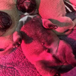Bullmastiff Puppies from Meteora Bullmastiffs