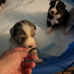Blaze - Black tri-color male Australian Shepherd puppy in Riverside, California from Majestic Wrangler’s Aussie’s