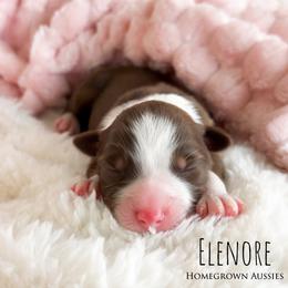 Elenore - Red tri-color female Australian Shepherd puppy in Yarmouth, Iowa from HomeGrown Aussies