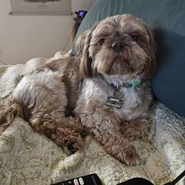 Grogu - Shih Tzu