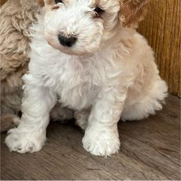 Theodore - male Poodle puppy in Greensburg, Kentucky from Doodle Me Crazy