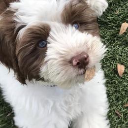 Australian Labradoodle Puppies from Leslie Kalwara