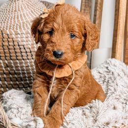 LUCY - Red  female Goldendoodle puppy in Iola, Texas from Supreme Doodles of Texas