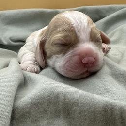 Mickey - Red and white male Cocker Spaniel puppy in Oklahoma City, Oklahoma from BRX Country Cockers LLC