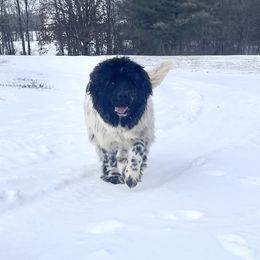 Newfoundland All Grown Up from Bourbon Water Newfoundlands