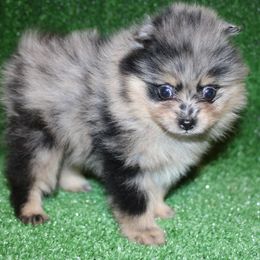Remi Blue Merle Girl - Blue merle female Pomeranian puppy in Danielsville, Georgia from PassionatePomPoms