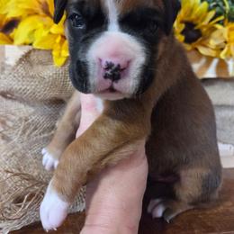 Bently - Fawn male Boxer puppy in Marion, Montana from Serendipity's European Boxers