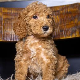 Bruno - Red male Bernedoodle puppy in Tyner, Kentucky from Good Dog Doodles
