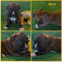 ZEUS - AKC - Brindle male Boxer puppy in Verden, Oklahoma from Bar H Boxers