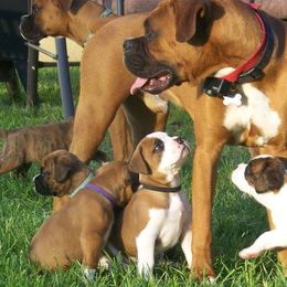 Boxers from Rantam boxers