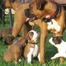 Boxers from Rantam boxers