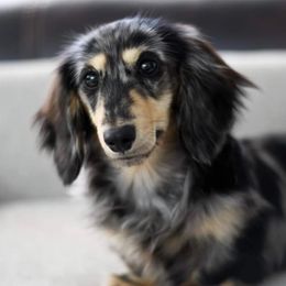 Cassidy - Dachshund