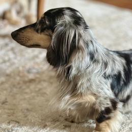 Dachshunds from Hidden Creek Dachshunds